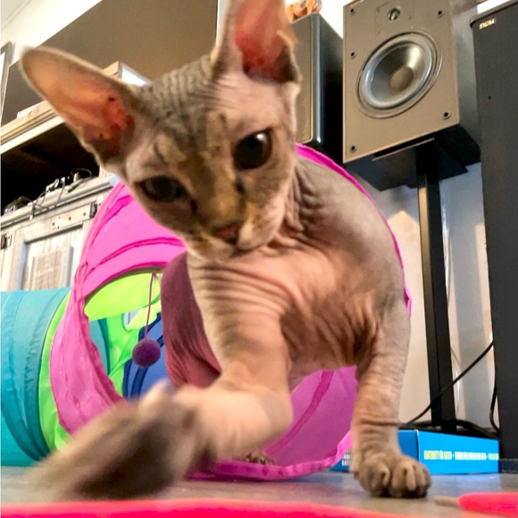 Meet your Posher, Lanora - Picture 7 of 7